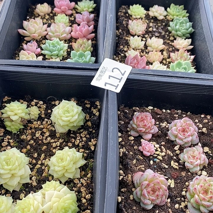 112 多肉植物盆栽花卉