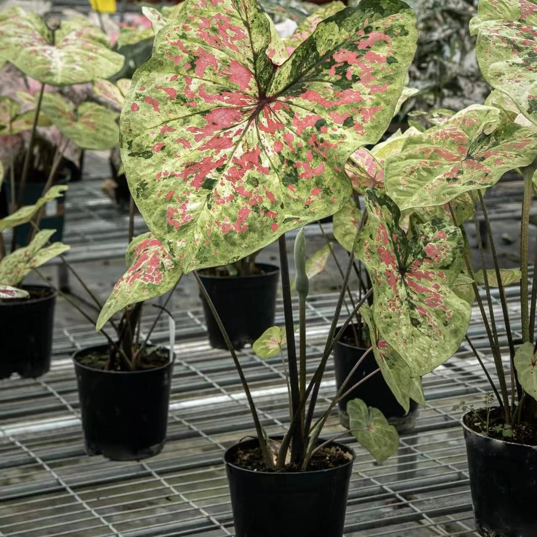 【月光覆盆子（青山盆）彩叶芋】好养室内观叶植物以直播间为准