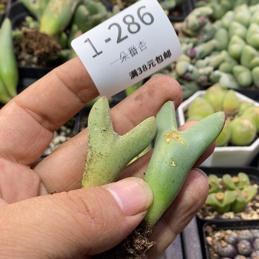 平*人5656886996866656658868