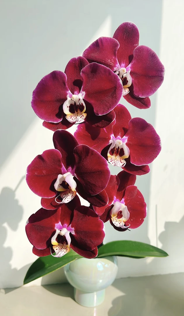 《幻影》蝴蝶兰3.5寸成熟苗无花带花剑发货（正宫娘娘）