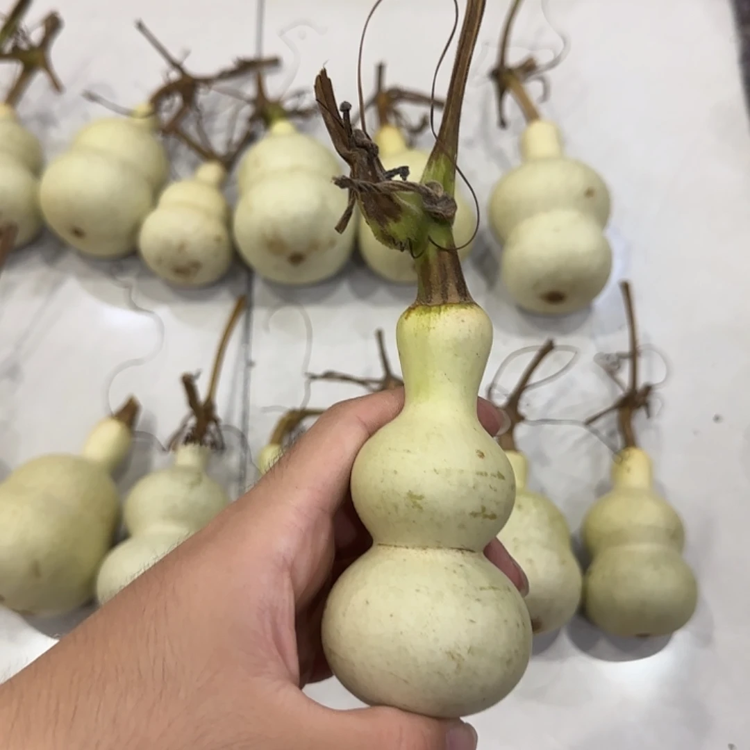 伯***1葫芦gjnvjbvjbbbbnnnnn