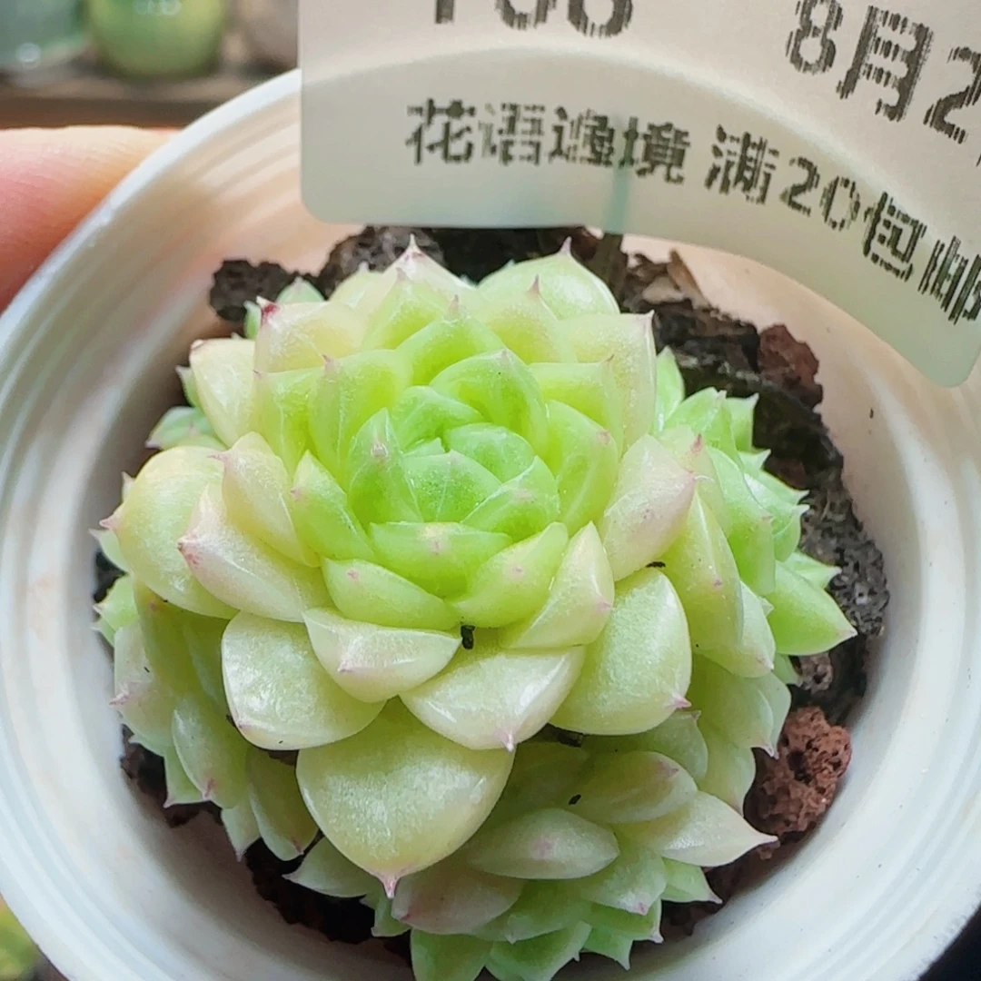 花语逸镜0802-168散