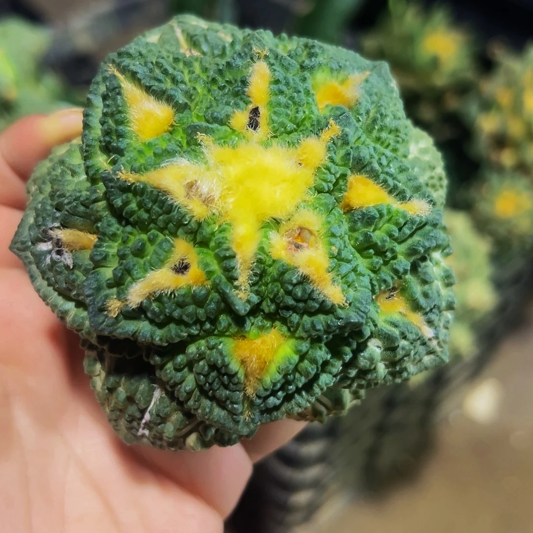 无花朵福利隔尤龟甲牡丹680