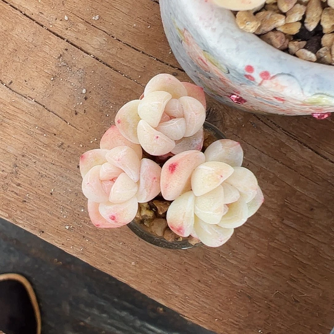 大****蝎多肉冰玉3头群生，小蝎子