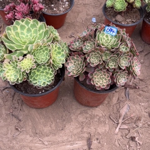 044多肉植物组合，