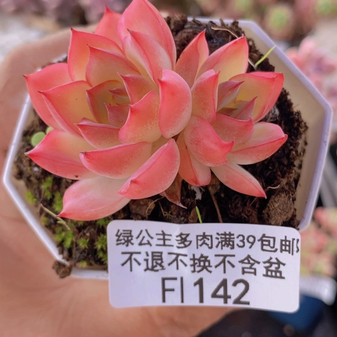 法兰西玫瑰5cm142多肉植物