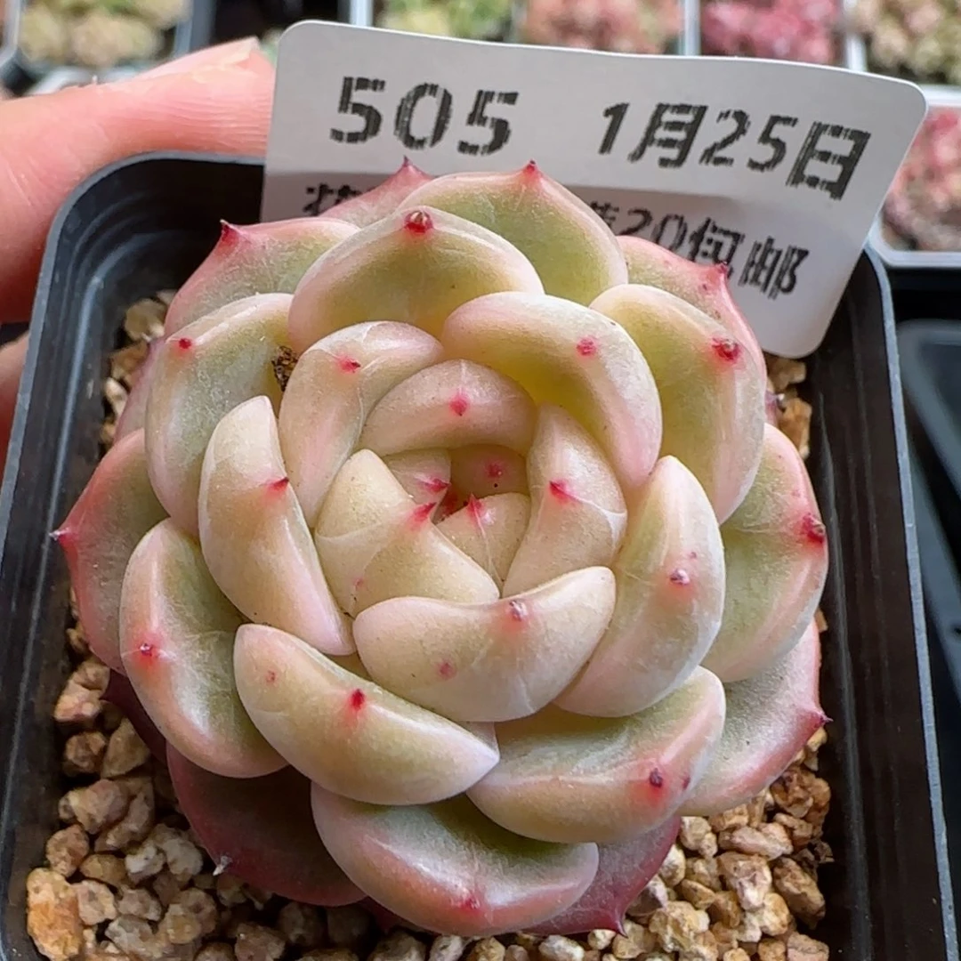 花语逸镜0125-505