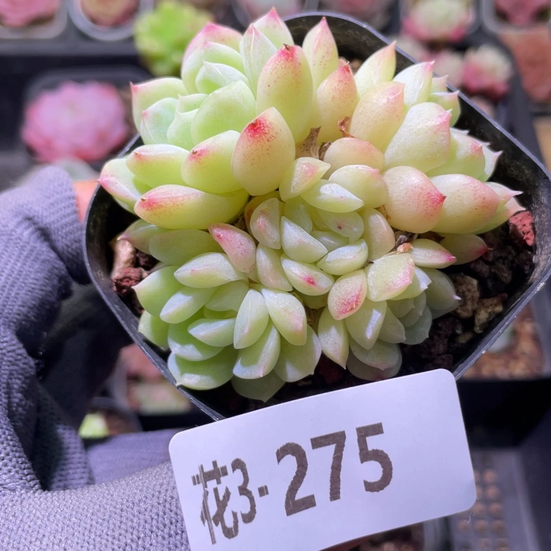 花利美3-275新品群