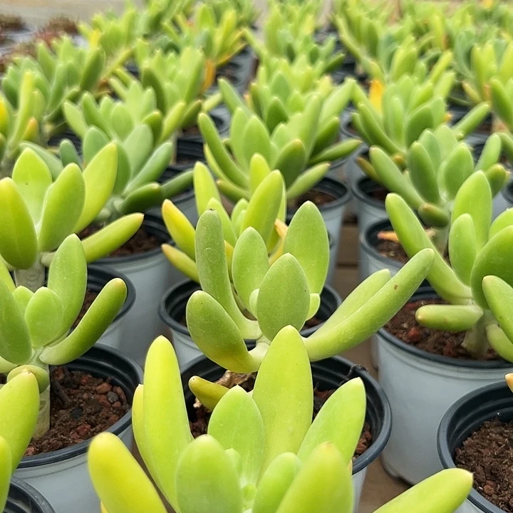 金蝉   福利多多  去拍