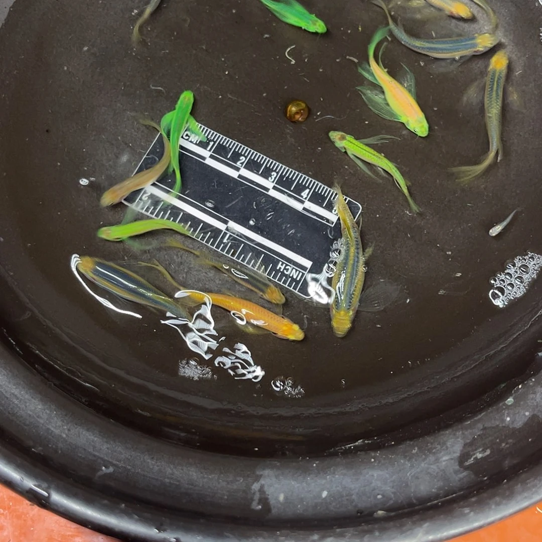 龙鱼4号哈哈哈哈哈哈