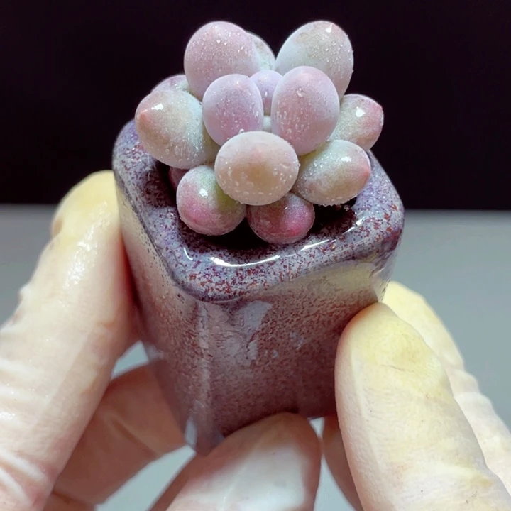 汤圆样品1盆带盆发货