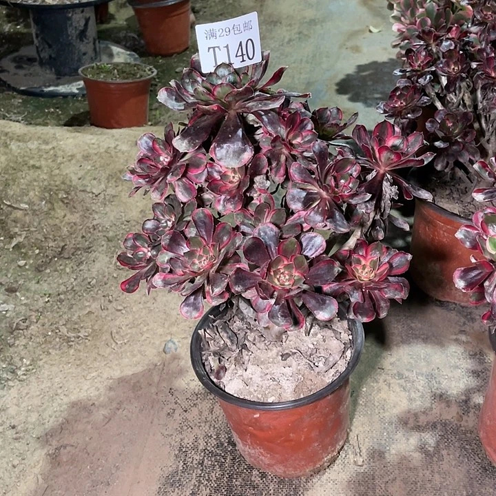 甜***沐140丽娜多肉植物