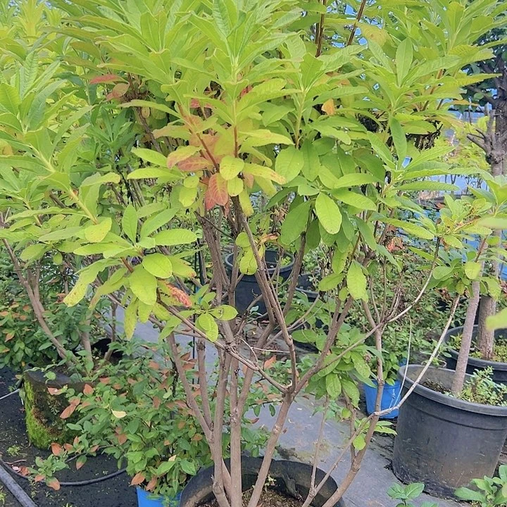 无花朵红枫杜鹃四五月花期