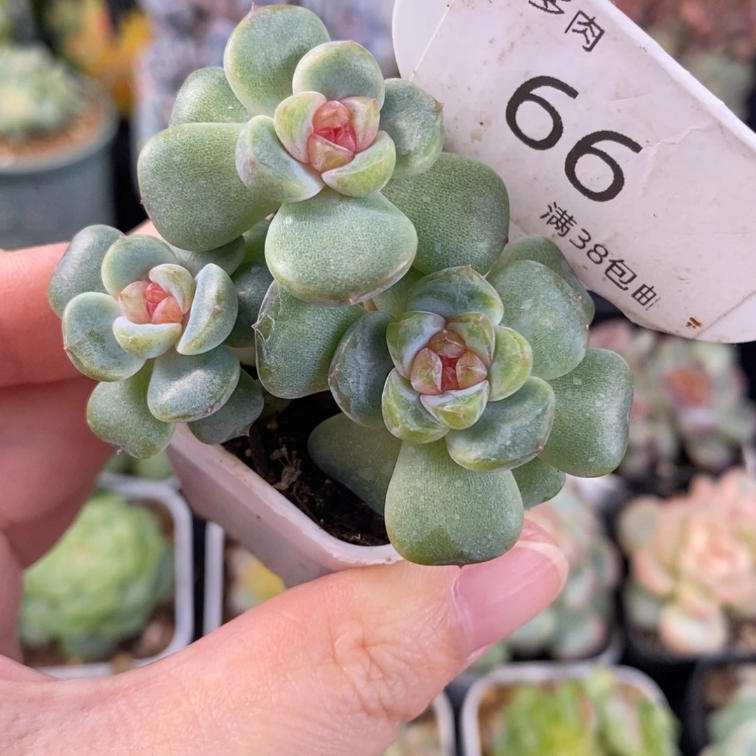 红色珍妮三头一颗66号