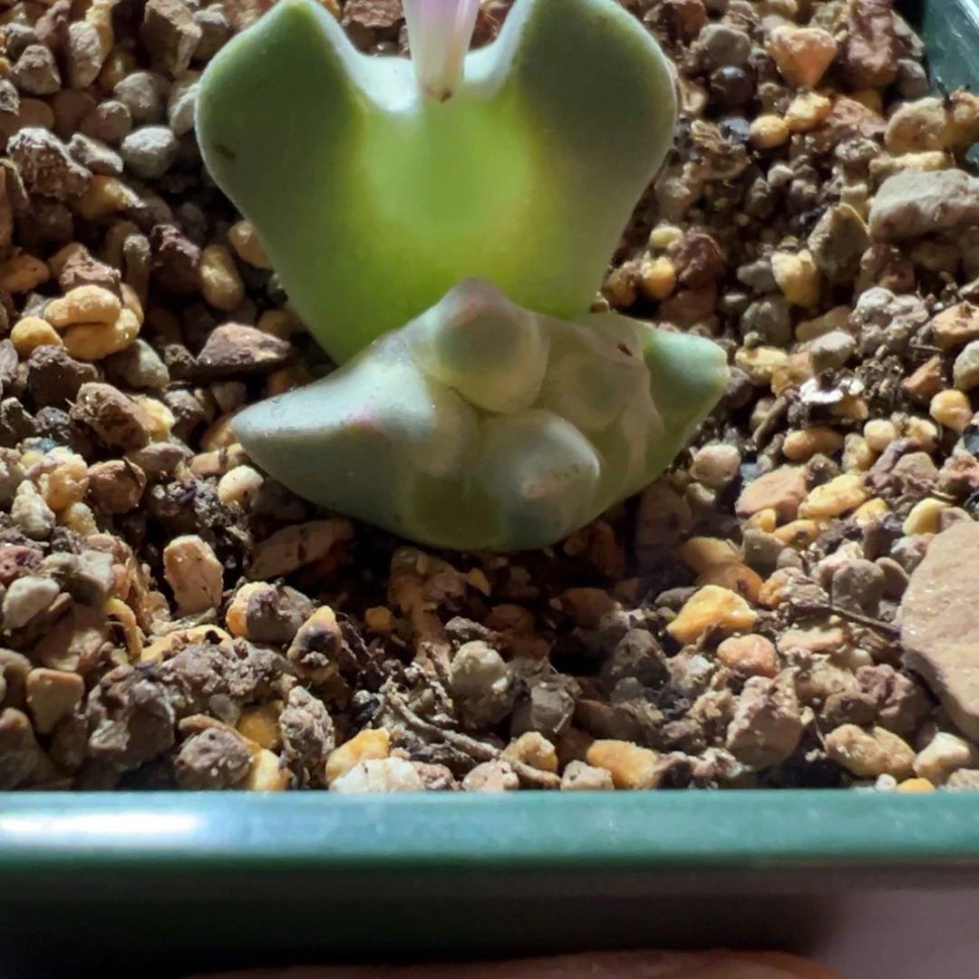 大眼睛肉锥，一物一拍