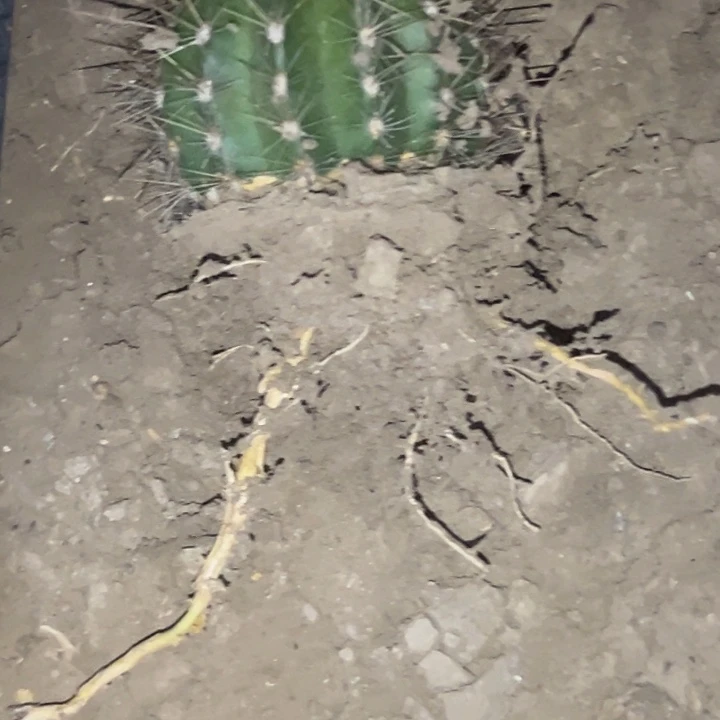 愿****忧清清温淳根瑕疵1