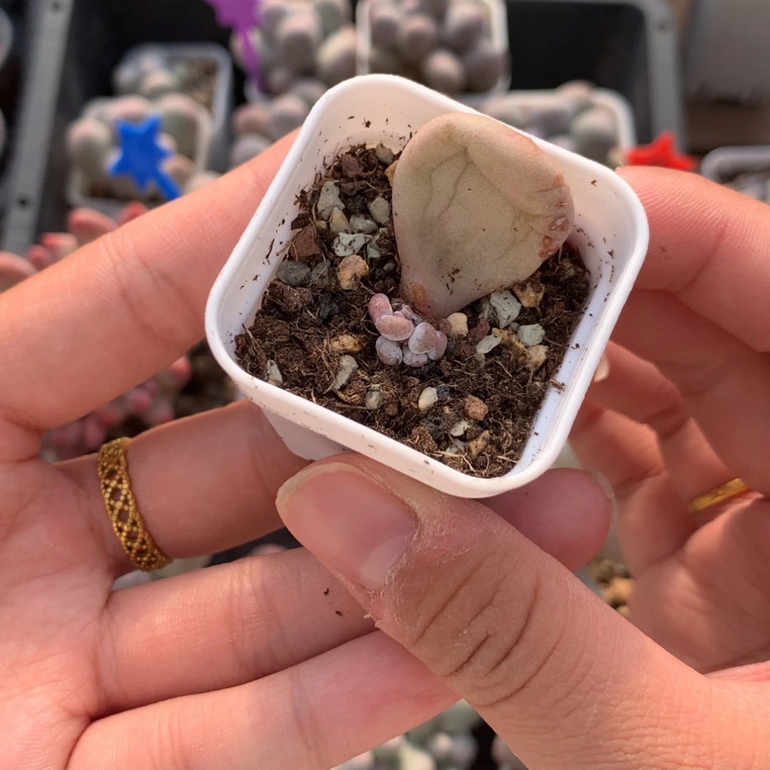 韩国黄油油煎 不凑满28发一片叶片到付