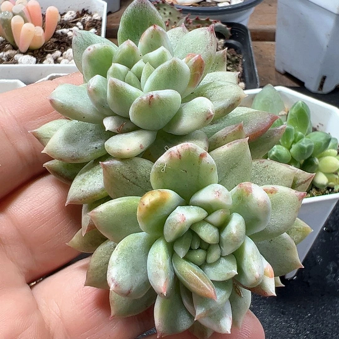 冰心公主锦头盖 小方花圃一物一拍