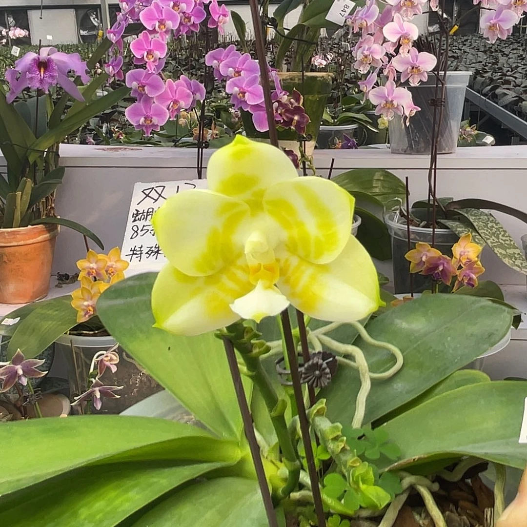 完全开放920 绿虎