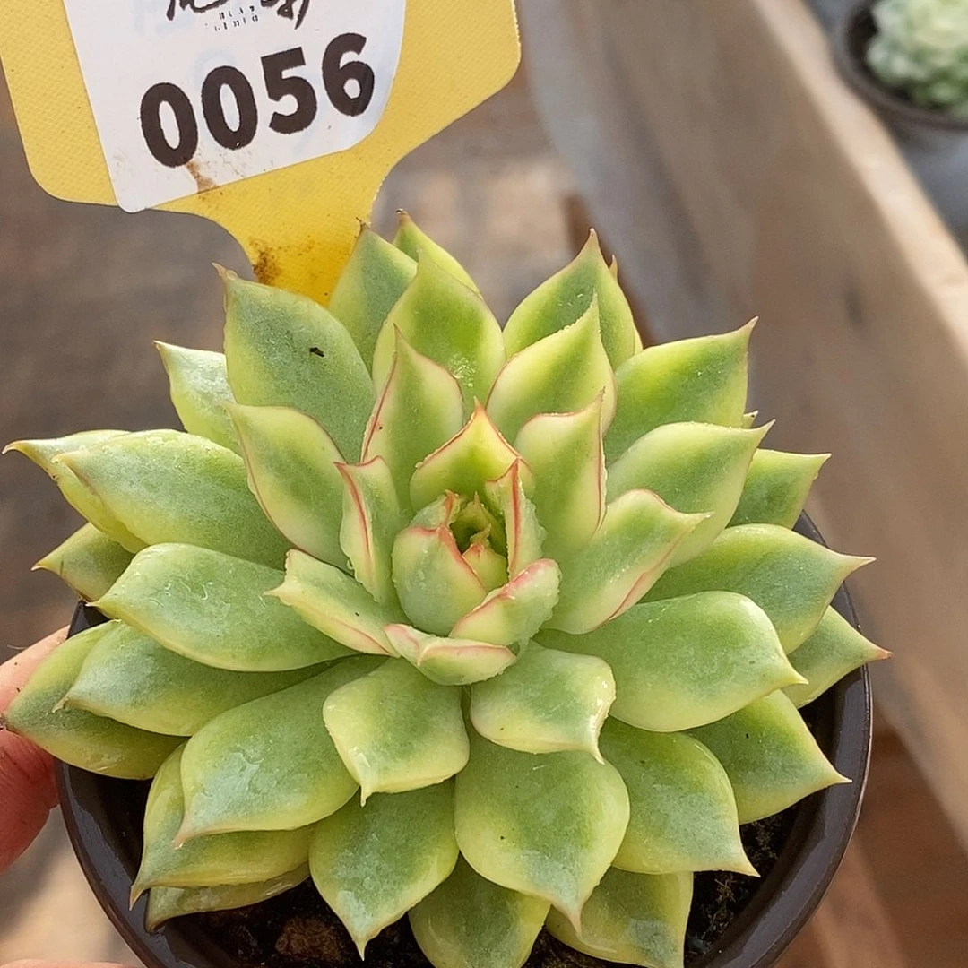 56宝莲灯哈哈哈哈哈哈