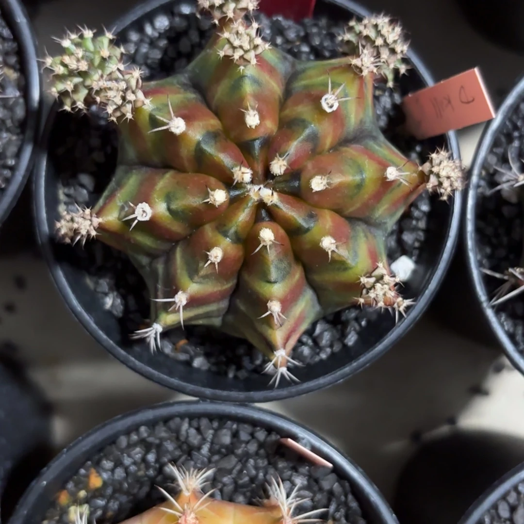 244-1210泰国发货多肉