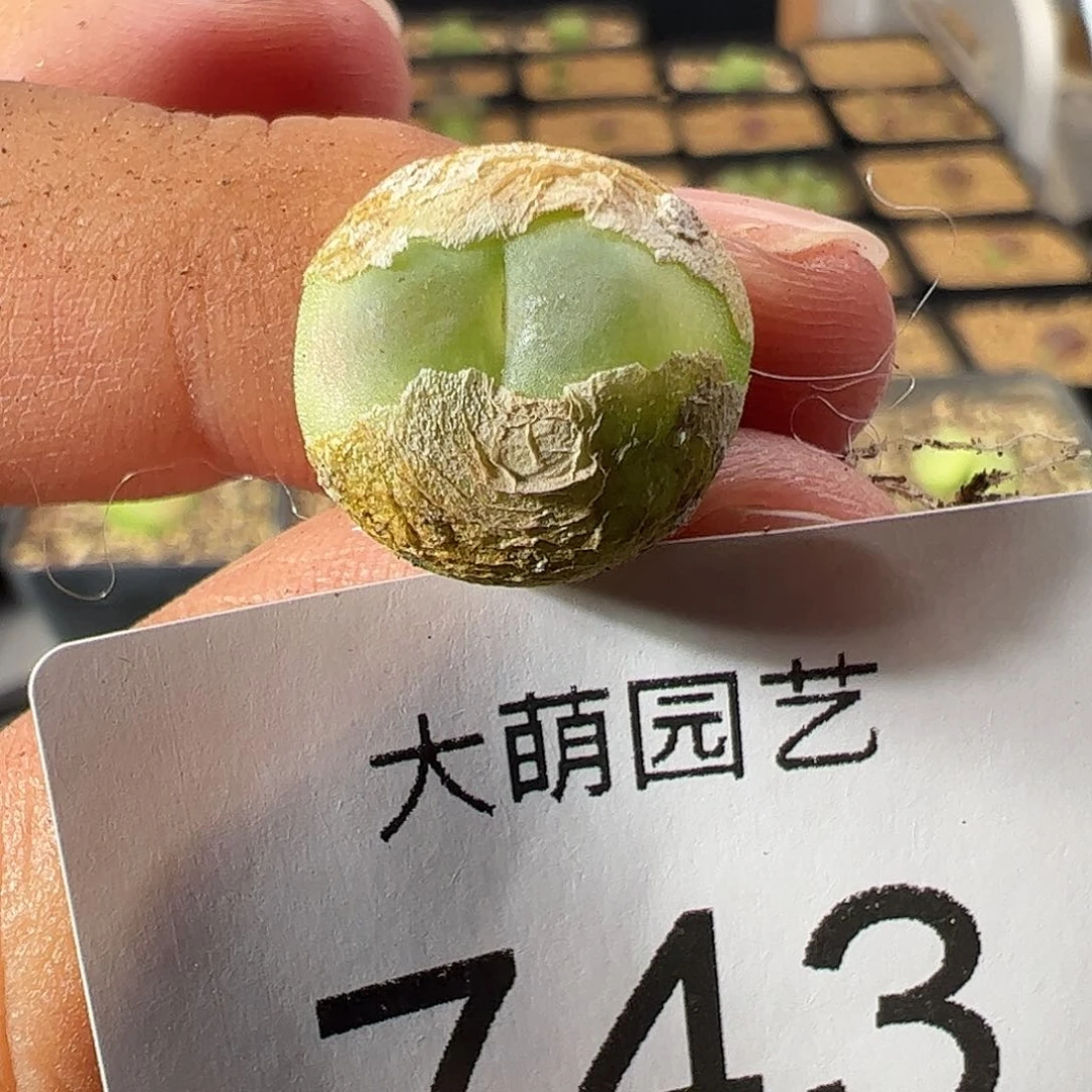 一物一拍。       743
