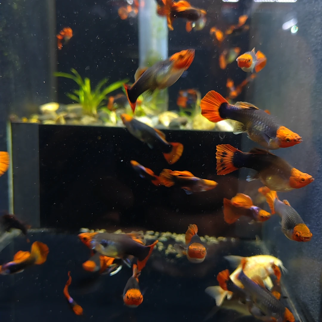 蓝贵族短体48，六条，加2条备损，发4对8条