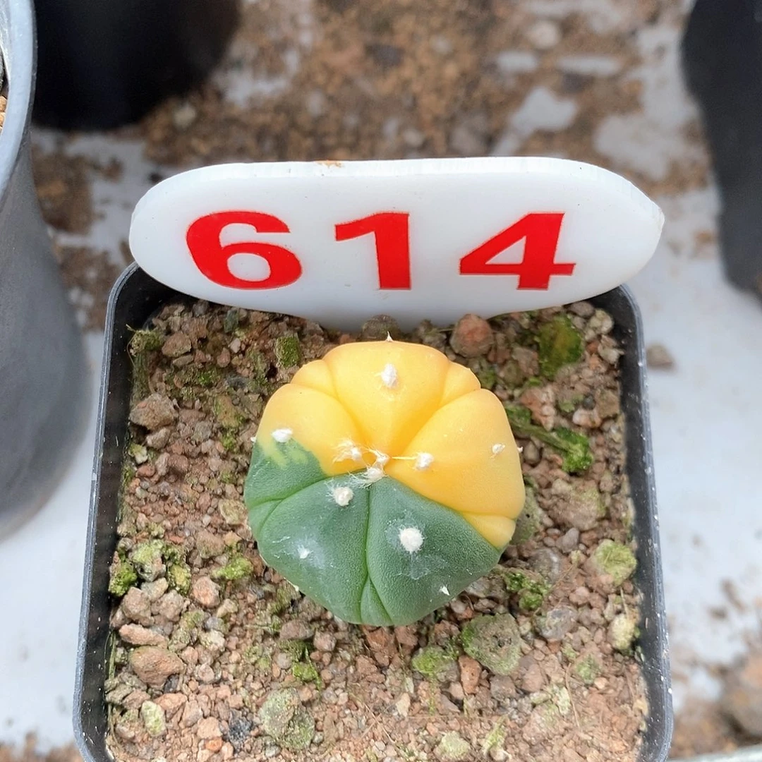 614五愣兜锦系列的第一