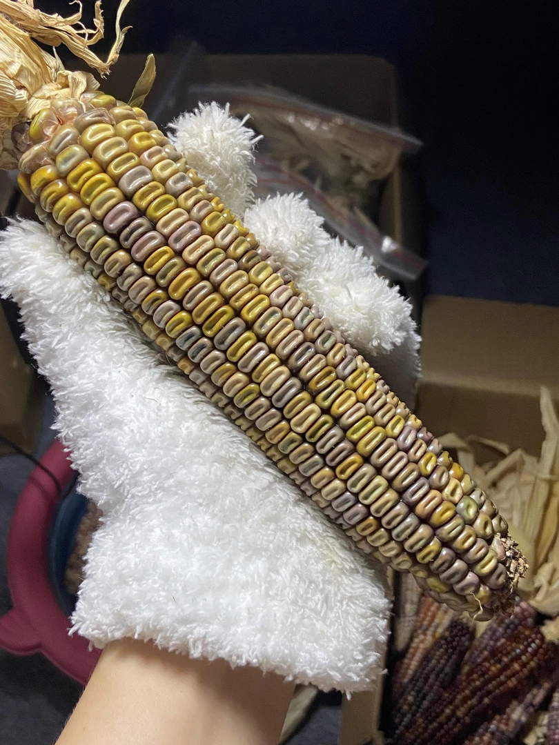 文玩玉米工艺饰品（一物一拍）