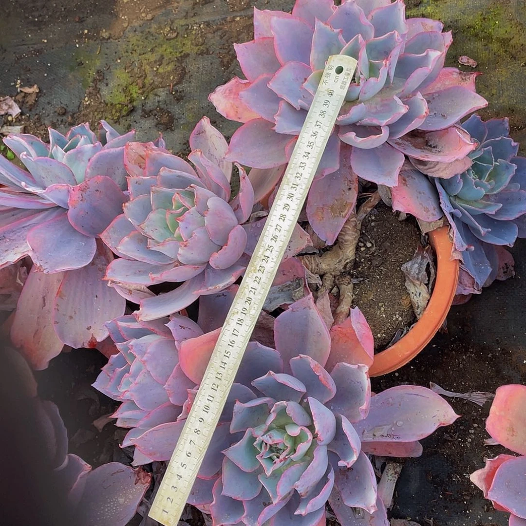 晚霞36.8大飘枝多肉群生砍过