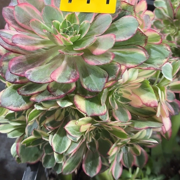 平*叔多肉植物黑膜锦714