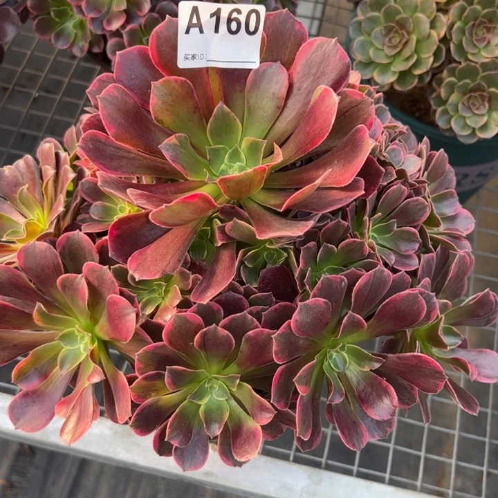 160金丝雀25厘米左右