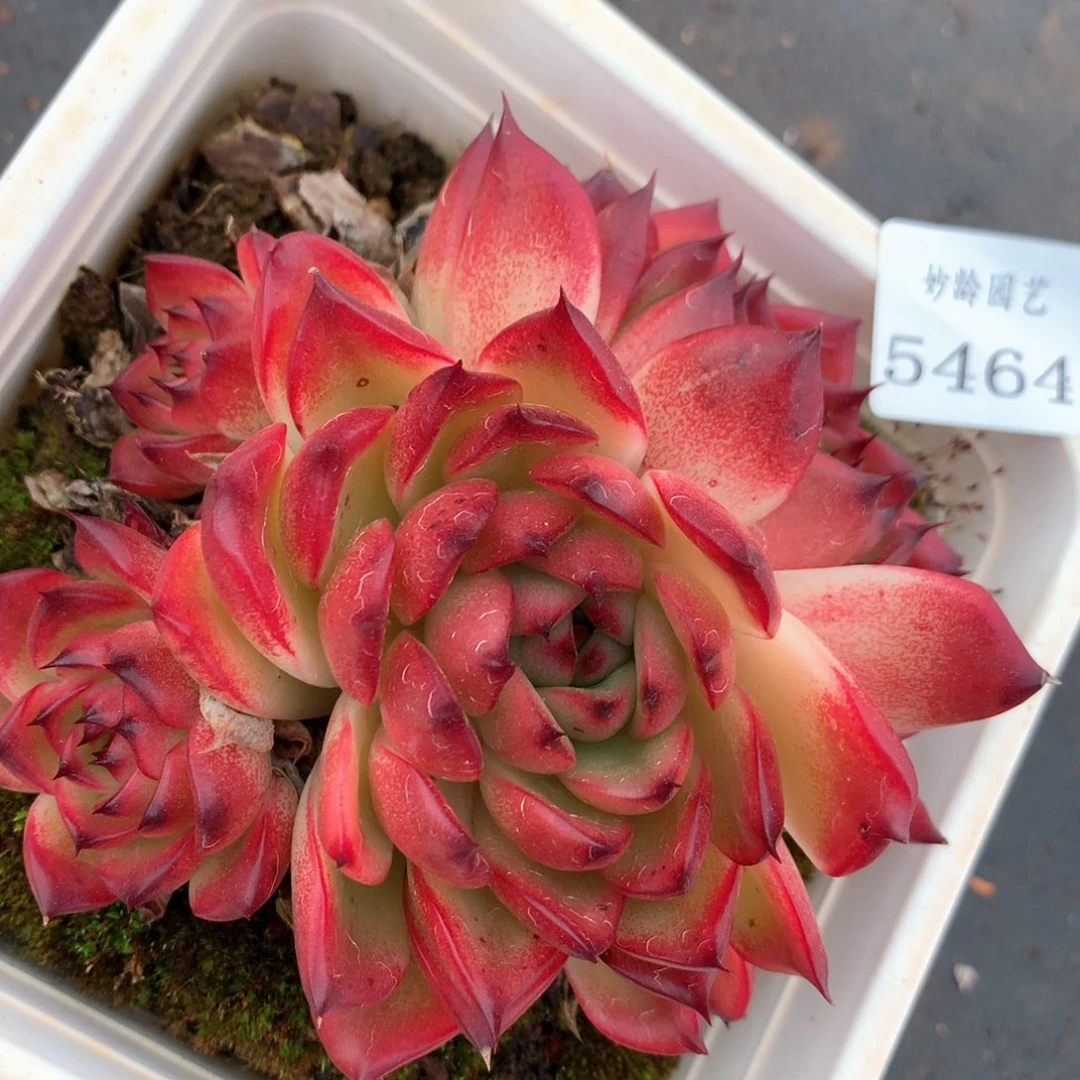 5464杂交多肉植物