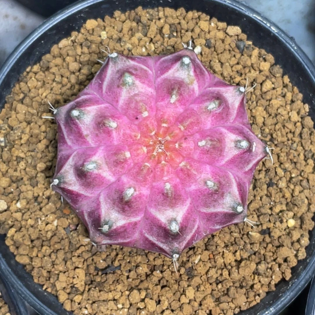 当前无花朵，栽培后可花朵粉轮回