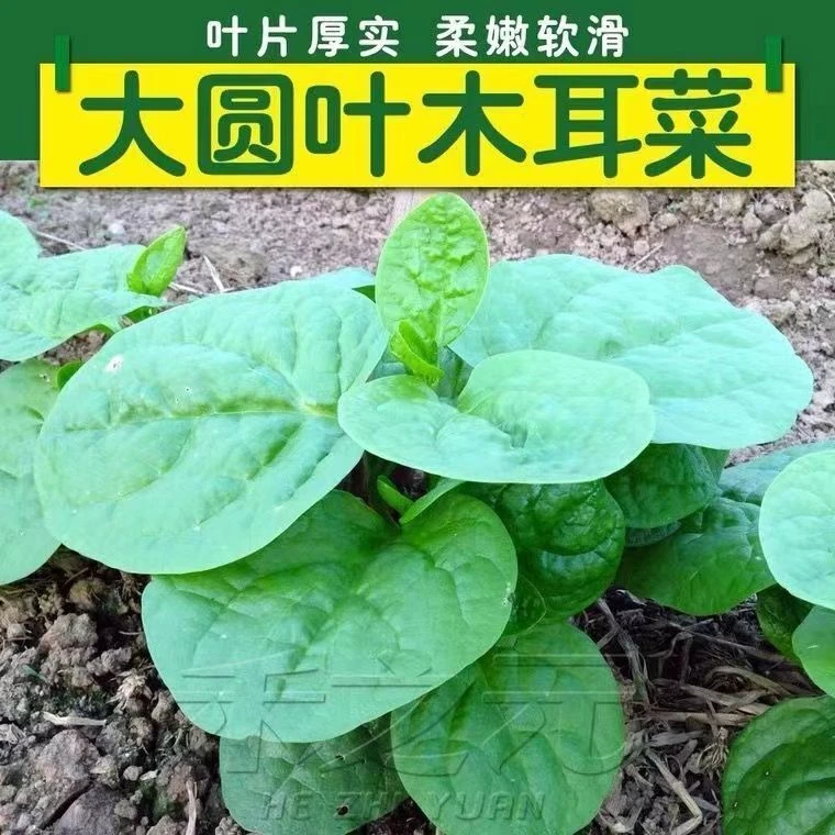 【大叶木耳菜种子】蔬菜种子
