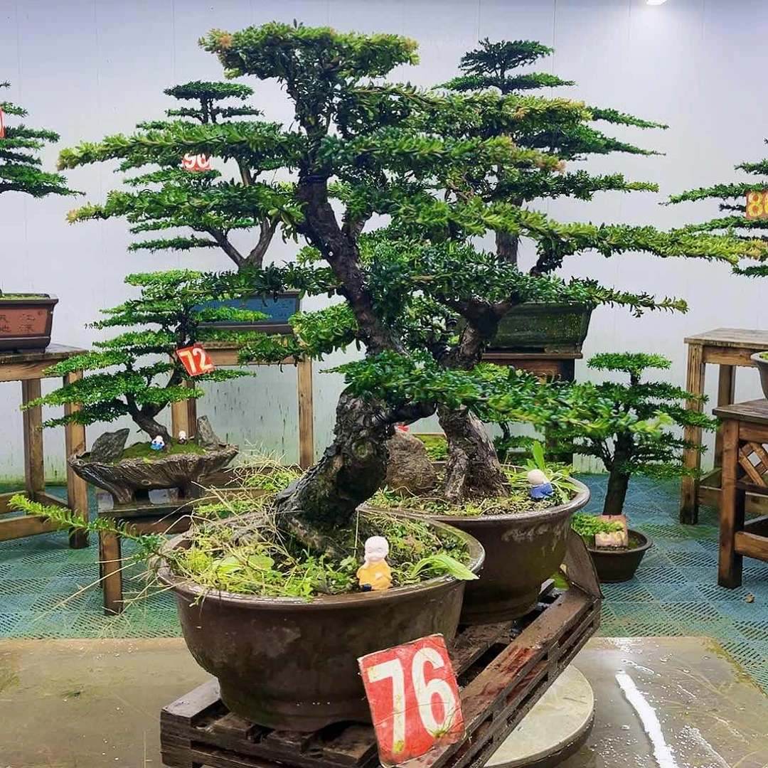 完全开放罗汉松盆景艺术