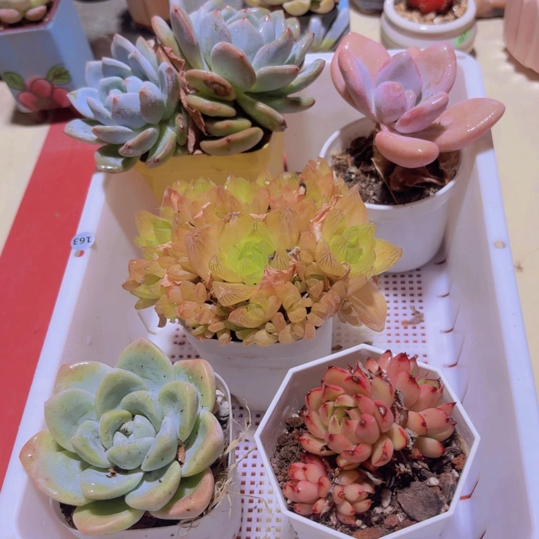 框拍一物一拍编号163