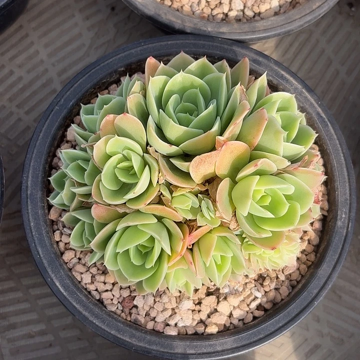 星纳塔多头整装无砍