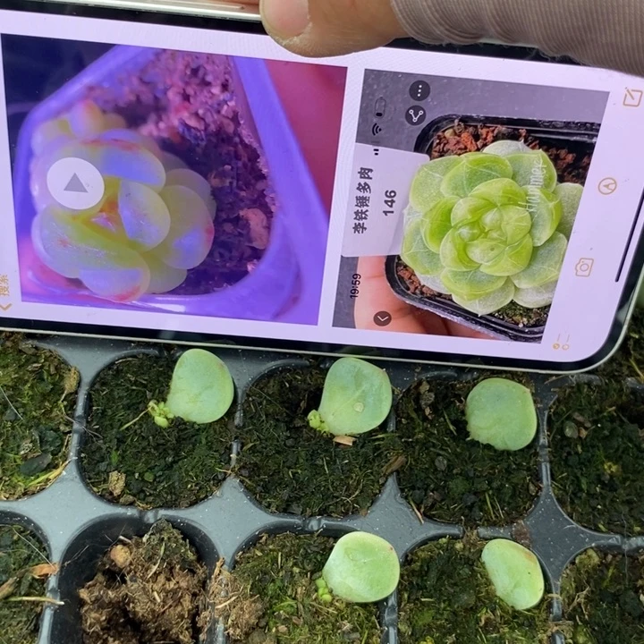 穴盘樱桃甜心p146芽苗一个多肉