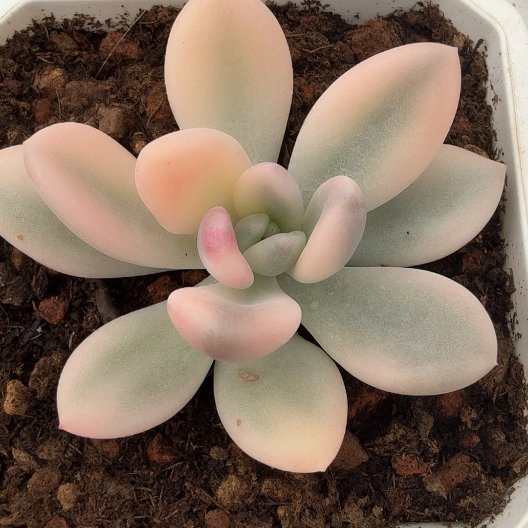 奥普琳娜锦，多肉植物