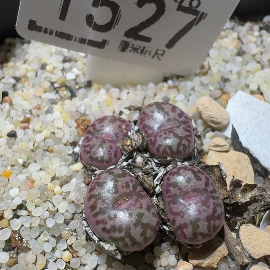 Ssss精品生石花1527安贞