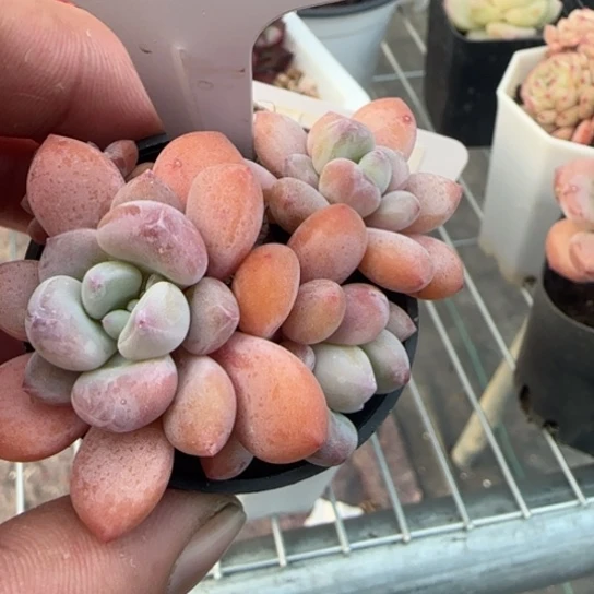 234木糖醇一物一拍多肉