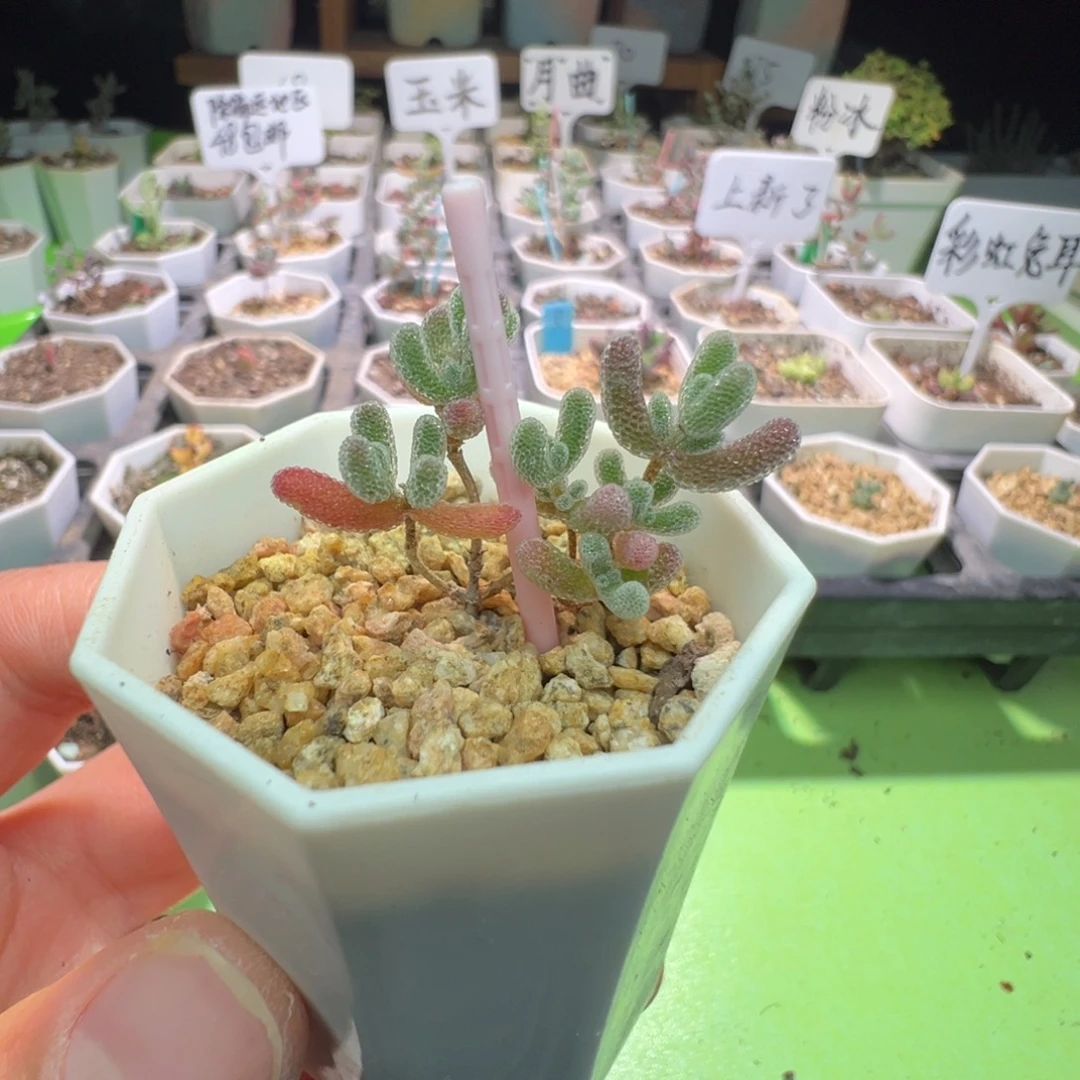 福利，917实生粉冰晶，一年多，拍下不退不换