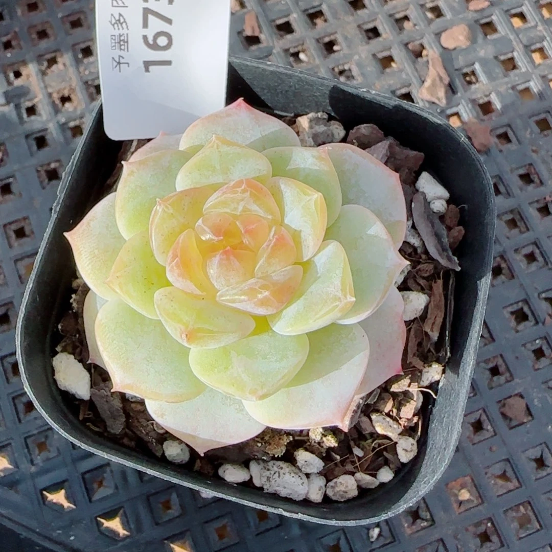 奶芙，1673多肉植物