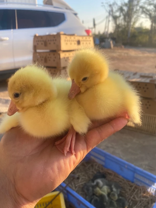 潮汕异色初生狮头鹅鹅蛋