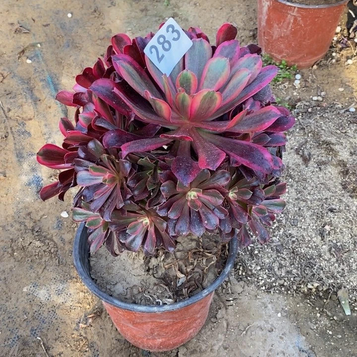 283蒙娜丽莎手捧多肉