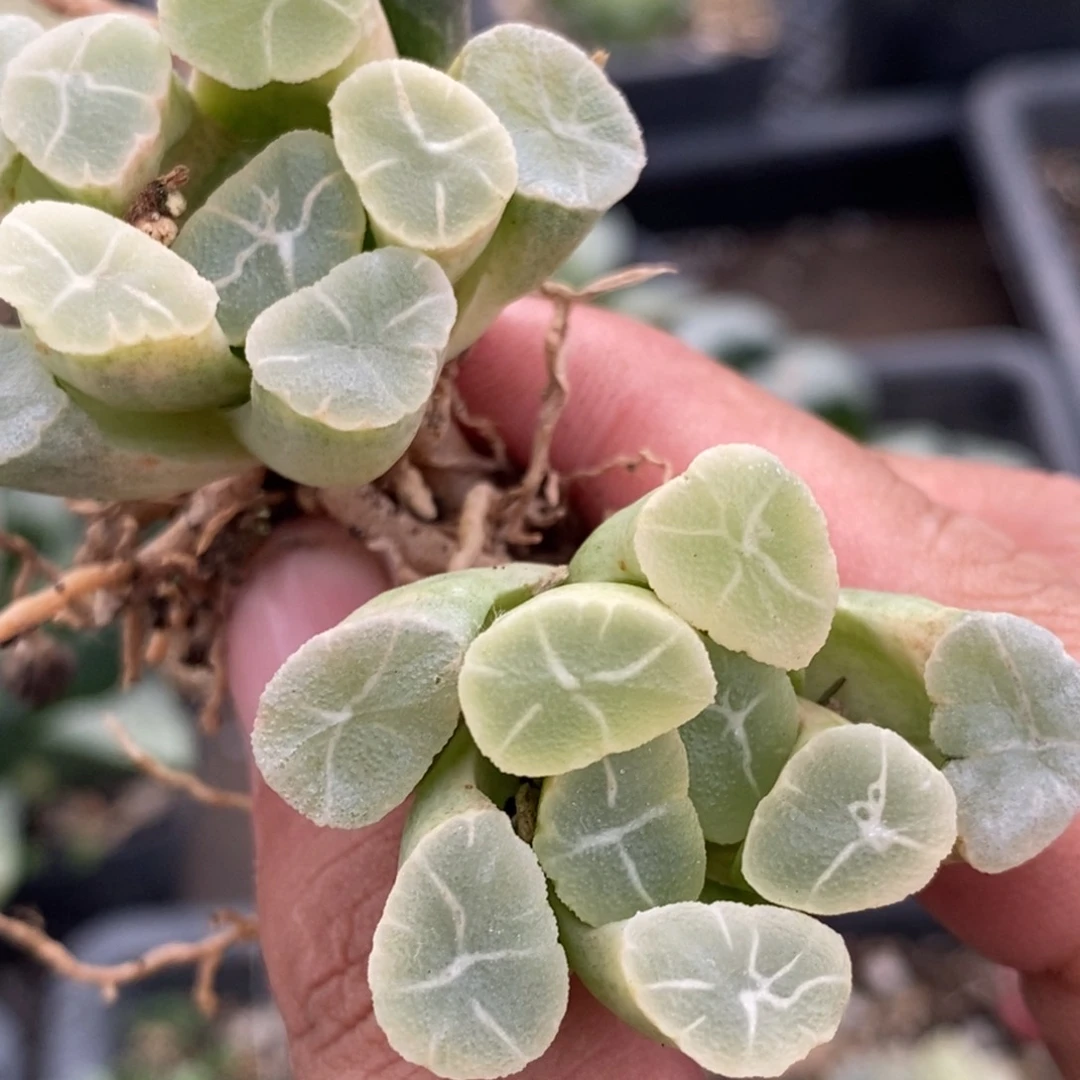 1472两颗一组两颗