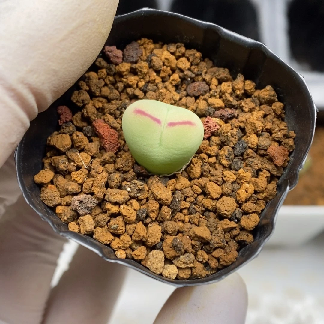 多肉植物肉锥杂交K-3711