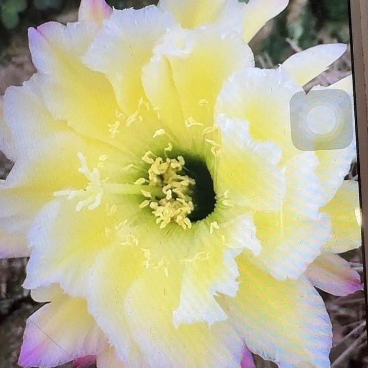 杜兰戈侧芽5公分左右毛花柱（20包邮）