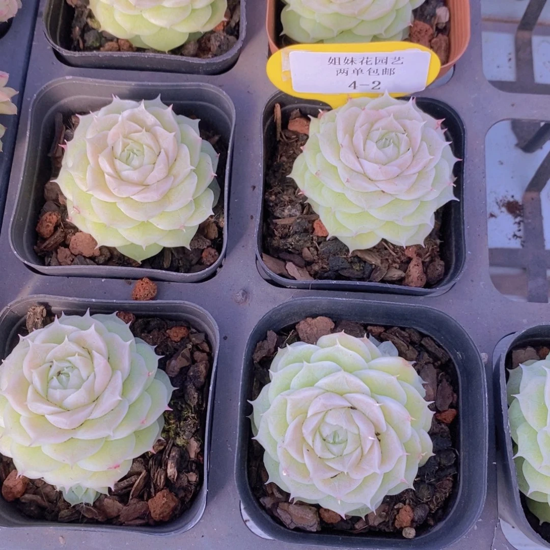 4-2-M精品山茶花麦秆单头一个